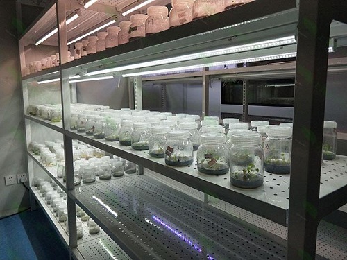 川汇植物组织培养实验室设计建设方案